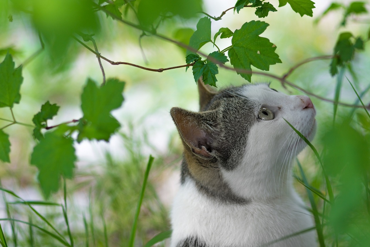 猫咪后院最新动态揭秘，猫奴们的全新乐园探索