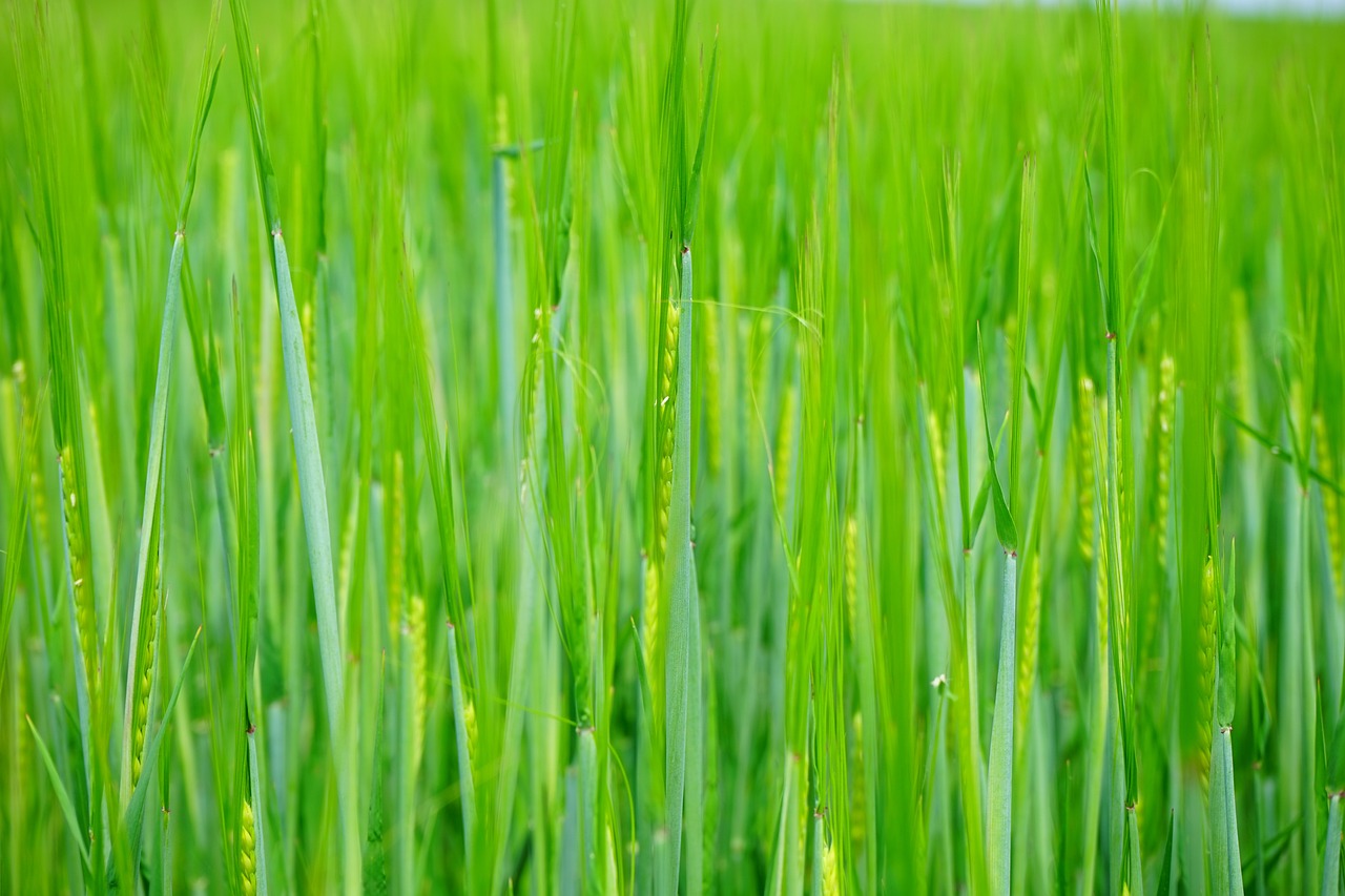 最新小麦种植技术与实践探索