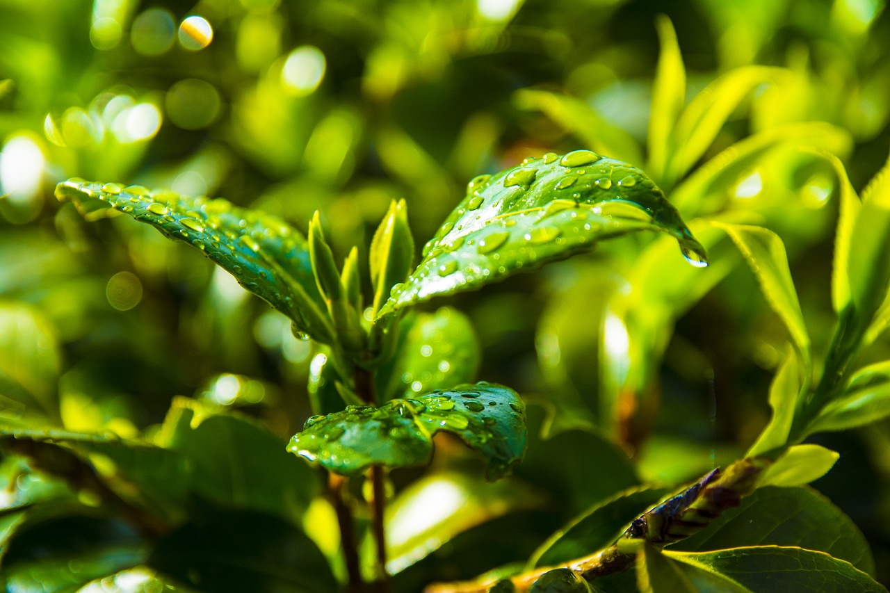 龙力生物最新动态全面解析